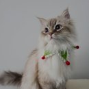 한결동물의료센터 이미지