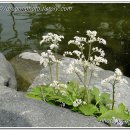 아름다운 우리 떡· 한과 만들기 이미지