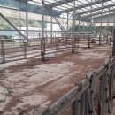 공주한우 이미지