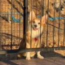 배때기네하우스 이미지