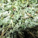 쑥차 ~~ 가져온 것임.... 이미지