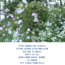 꽃잎담아 이미지