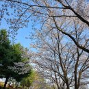 전곡읍 행정복지센터 | 경기 연천군 전곡읍 벚꽃명소 전곡읍행정복지센터, 한탄강어린이교통랜드 벚꽃피크닉, 전곡아이랑가기...