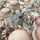 산천애표고버섯