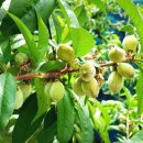 미숙식품 이미지