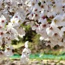 은해사 벚꽃길 이미지