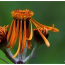 솜방망이 이미지