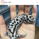 준테일
