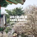 분홍공주 | 논산 딸기축제장 근처 가볼만한곳 공주 신원사 종학당 홍매화 분홍매화 명소 포토존