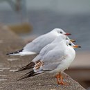 갈매기꿈 이미지