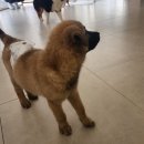 멍멍 | 🐶 광주 충장로 피스멍멍 방문 후기