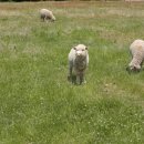 한국목장 이미지