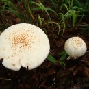 흰돌기광대버섯과 흰오뚜기광대버섯 이미지