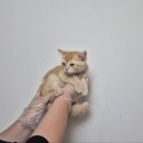 발렌헤어 이미지