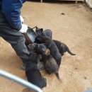 셰퍼트 분양 이미지