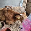 소모아농장 이미지