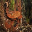 행복한순대 이미지