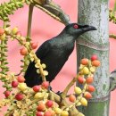 Asian Glossy Starling 이미지