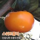 8, 서머블랙 (썸머 블랙) 포도 = 이미지