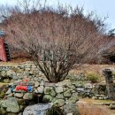 2020.2.1(토) 전북 완주군 모악산 대원사(大院寺)
