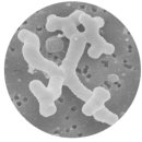 가좌1-04-019 | 장건강유산균 내 장을 지키는 4대 균주 이야기 (LGG·HN019·Bl-04·GTB1)