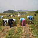 장성군농협조합공동사업법인 | [시사조선]전남도,2010년 국비 확보 총력/다산 유배길,문화생태탐방 메카로 육성/전남도-컴퓨터프로그...