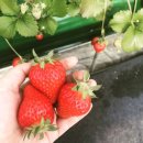 월롱농장 이미지