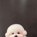 시루 반려견 미용 네이버블로그