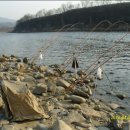 임진강장어 이미지