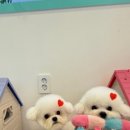 개똥이 이미지
