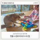 야옹이보드카페 | 100평 고양이카페 아이랑 수원 실내 놀거리 추천, 캣플 수원아이파크시티점