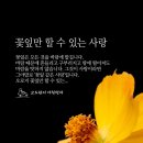 꽃잎 이미지