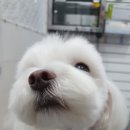 오늘도귀엽개 이미지