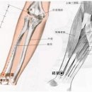 【수태음폐경(手太陰肺經)】 〔수태음폐경 (LU) ＞ LU8 경거 (經渠)〕 이미지