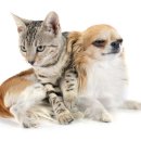 금고양이 이미지