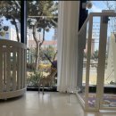 금비펫살롱 이미지