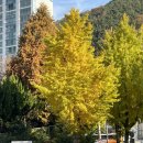 위드제리 | 위드레오 강아지 신발 추천 가을 겨울 산책 후 발 부음 발관리