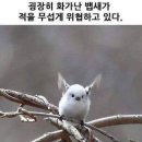 우아우아 이미지