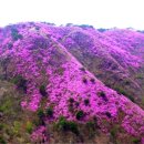 진달래펜션 이미지