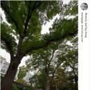 심원정 왜명강화지처비 이미지