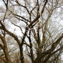 해안동 왕벚나무 이미지