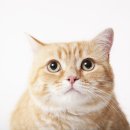 한사랑동물병원 이미지