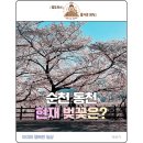 후정공원 | [순천 나들이] 순천 동천 아이와 가벼운 봄나들이 (벚꽃 개화 실시간 현황)