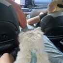 스텔라 달 마레 이미지