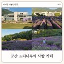 넘실 | 양산 아이랑 가볼만한 곳 느티나무의사랑 카페 라벤더 축제 예약 후기