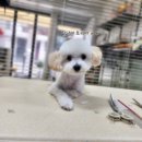 다이아몽 이미지