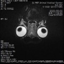 마이펫동물의료센터 이미지