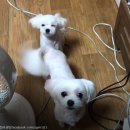 강아지언니 이미지