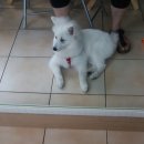 멍멍회관 이미지