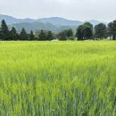 평화농장 | [우프랑 농農!담] 4월: 땅과 우주가 만나는 농사, 생명역동 이야기에 이은 평화나무농장 탐방 후기!!